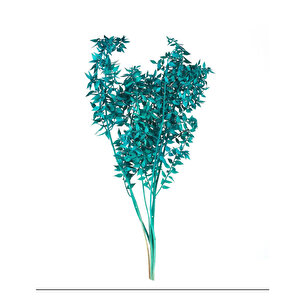 Ruscus Yeşil