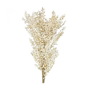 Ruscus Natural