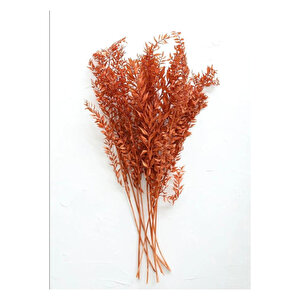 Ruscus Turuncu