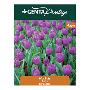 Tulipa Purple Flag