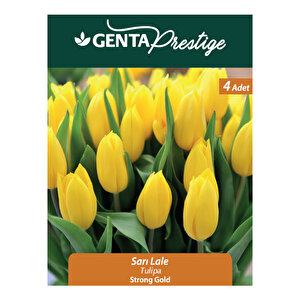 Tulipa Strong Gold