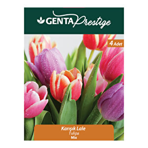 Tulipa Mixed