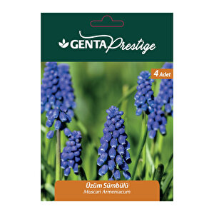 Muscari Blue