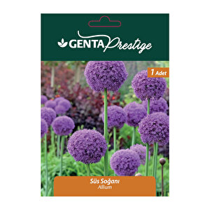 Allium Blue