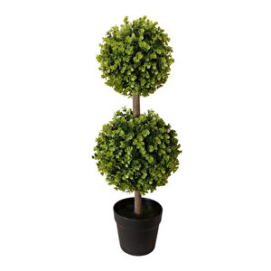 AP Şimşir 70 Cm