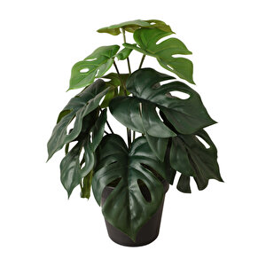 AP Monstera