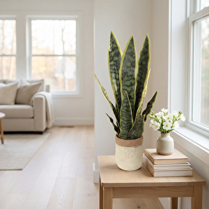 Yapay Bitki Paşa Kılıcı