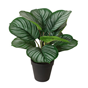 AP Maranta