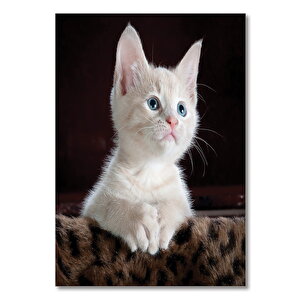 Ahşap Tablo Yavru Sevimli Beyaz Kedi