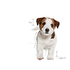 Royal Canin Mini Puppy Dog 4 kg