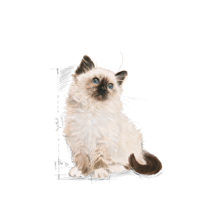 Royal Canin Kitten Kedi Maması 4 kg