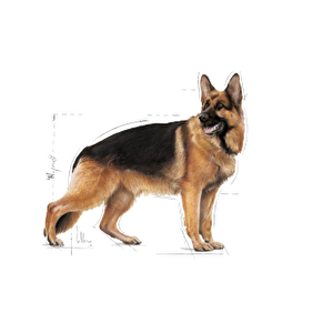 Royal Canin Maxi Adult Büyük Irk Köpek 15 kg