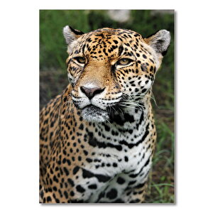 Ahşap Tablo Leopar Avcı 35x50 cm