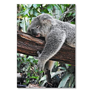 Ahşap Tablo Dalda Uyuklayan Koala