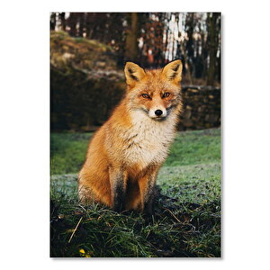 Ahşap Tablo Çayırdaki Kızıl Tilki Poz Veriyor 50x70 cm
