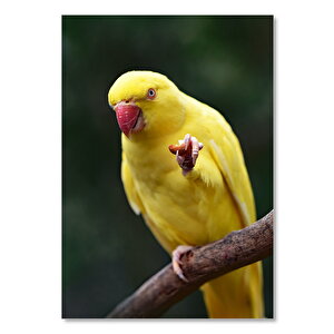 Ahşap Tablo Dalda Sarı Konur Papağanı