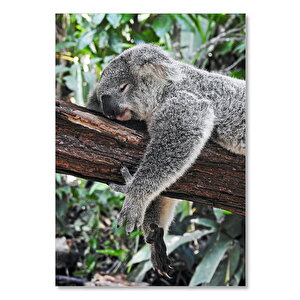 Ahşap Tablo Dalda Uyuklayan Koala 50x70 cm