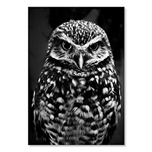 Ahşap Tablo Baykuş Siyah Beyaz Fotoğraf 50x70 cm