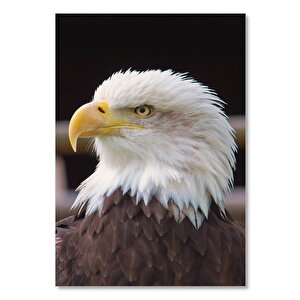Ahşap Tablo Amerikan Kartalı Yakın Çekim 25x35 cm