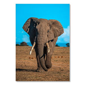 Ahşap Tablo Çayırda Yetişkin Afrika Fili 35x50 cm