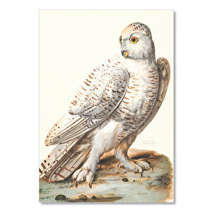 Ahşap Tablo Kar Baykuşu Guaş Boya Çizim 35x50 cm