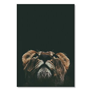 Ahşap Tablo Karanlık Arkaplan Yukarı Bakan Dişi Aslan 50x70 cm