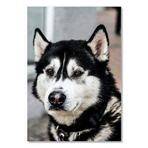 Ahşap Tablo Siyah Beyaz Husky Köpeği 50x70 cm