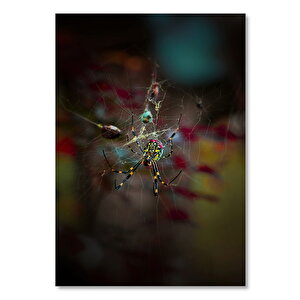 Ahşap Tablo Renkli Bahçe Örümceği Ve Ağı 50x70 cm
