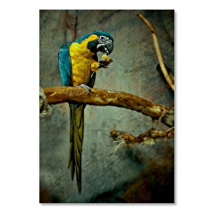 Ahşap Tablo Daldaki Sarı Mavi Macaw Papağanı 50x70 cm