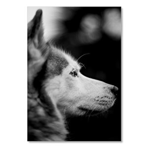 Ahşap Tablo Siyah Beyaz Yakın Çekim Köpek