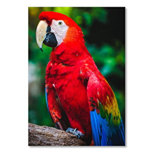 Ahşap Tablo Kırmızı Mavi Macaw Papağan 25x35 cm