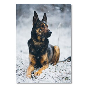 Ahşap Tablo Karlar Üzerinde Kurt Köpeği 50x70 cm