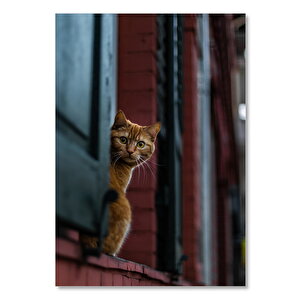 Ahşap Tablo Kapı Eşiğinde Meraklı Kedi 50x70 cm