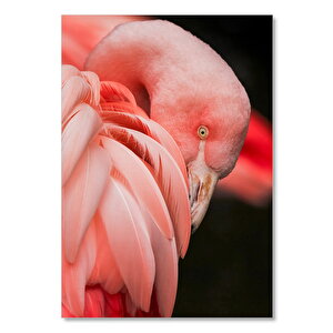 Ahşap Tablo Siyah Arkaplan Flamingo Yakın Plan
