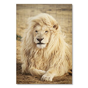 Ahşap Tablo Sarı Tüylü Erkek Aslan 50x70 cm