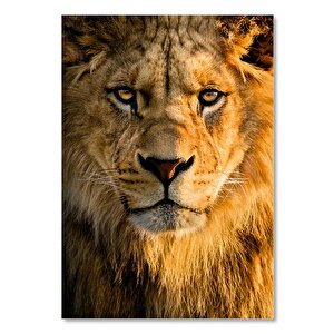 Ahşap Tablo Görkemli Bakışlar Erkek Aslan Yakın Çekim 50x70 cm