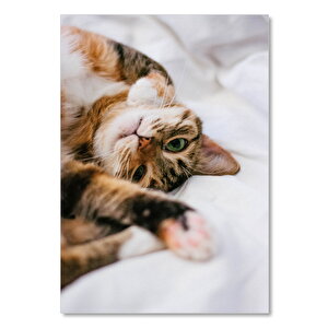 Ahşap Tablo Oyuncu Sevimli Kedi 25x35 cm