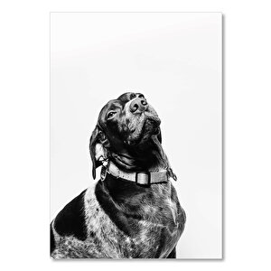 Ahşap Tablo Siyah Labrador Poz Veriyor Beyaz Arkaplan 35x50 cm