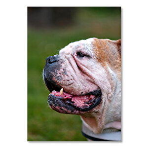 Ahşap Tablo İhtiyar Buldog Yakın Çekim 35x50 cm