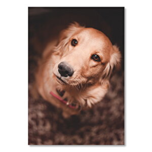 Ahşap Tablo Kahverengi Golden Retriever 35x50 cm