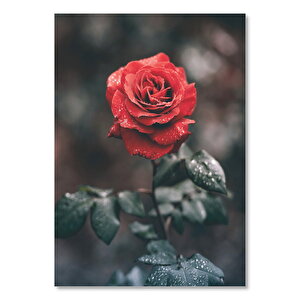 Ahşap Tablo Kırmızı Gül Ve Yapraklarında Damlalar 35x50 cm