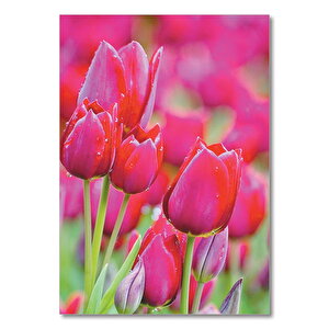 Ahşap Tablo Kırmızı Lale Çiçeği Yağmur Damlacığı 50x70 cm