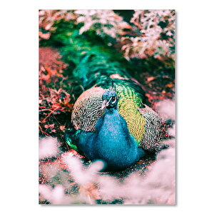 Ahşap Tablo Mavi Yeşil Renkli Tavuskuşu Görseli 35x50 cm