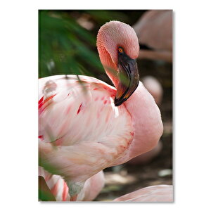 Ahşap Tablo Pembeli Beyazlı Amerikan Flamingosu Görseli 25x35 cm