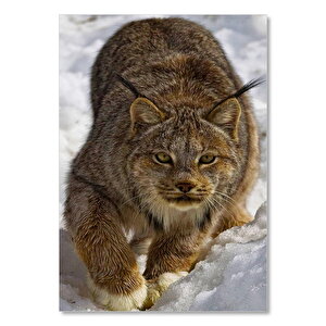 Ahşap Tablo Karlar İçinde Avlanan Vaşak 50x70 cm