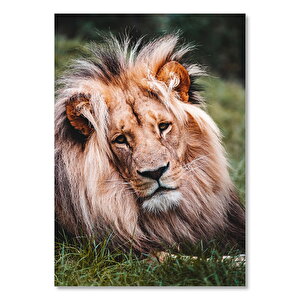 Ahşap Tablo Çayırdaki Yorgun Aslan Kral 35x50 cm