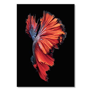 Ahşap Tablo Siyah Arkaplan Beta Ve Rengarenk Kuyruğu 35x50 cm