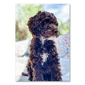 Ahşap Tablo Siyah Beyaz Kıvırcık Tüylü Terrier 35x50 cm