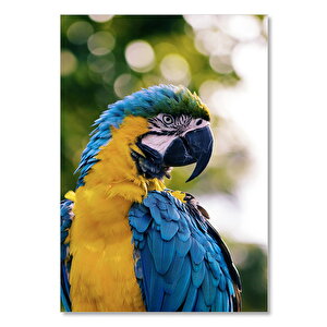Ahşap Tablo Sarı Mavi Macaw Papağanı 35x50 cm
