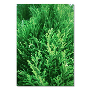 Ahşap Tablo Kuşkonmaz Çamı Yaprakları 25x35 cm